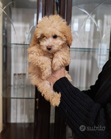 Cuccioli di Maltipoo