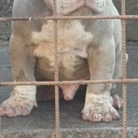 American bully