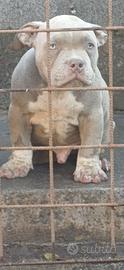 American bully