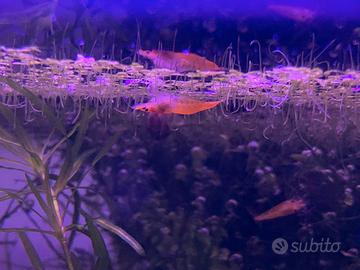 10 neo Caridine arancioni gamberetti acquario