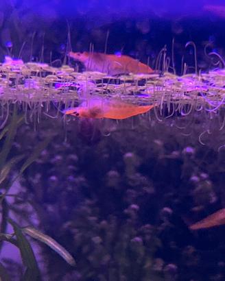 10 neo Caridine arancioni gamberetti acquario