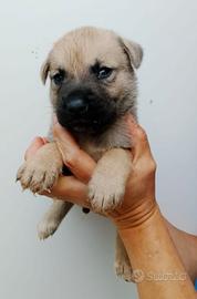 Cucciolo MIX CANE CORSO