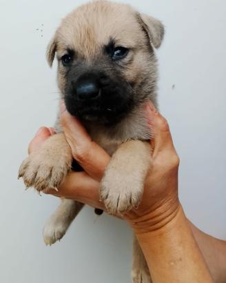Cucciolo MIX CANE CORSO
