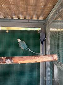 Parrocchetti collare cleartail opalino