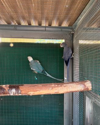 Parrocchetti collare cleartail opalino