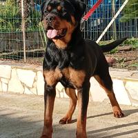 Rottweiler