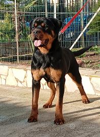 Rottweiler