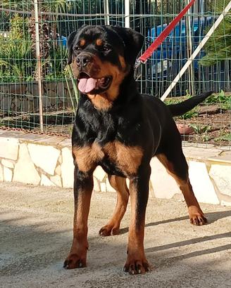 Rottweiler