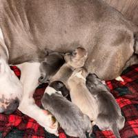 Amstaff terrier