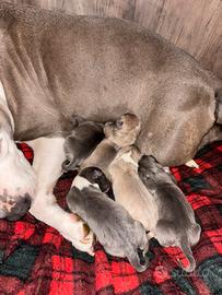 Amstaff terrier