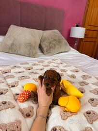 Barboncini Toy red disponibili