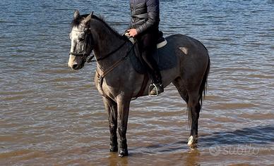 Cavallo 5 anni