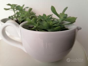 2 piante Sedum Palmeri con vasi di ceramica 