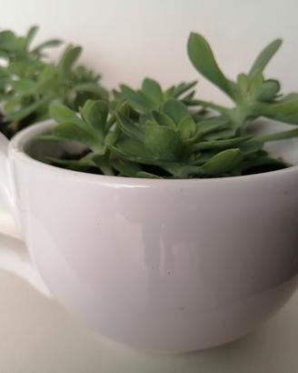 2 piante Sedum Palmeri con vasi di ceramica 