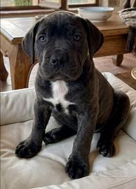 Cuccioli di Cane Corso maschi