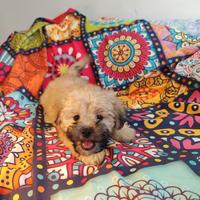 Maltipoo cuccioli maschi coreani