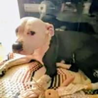 Cane femmina 6 anni educata sana buonissima