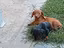 Immagine 4