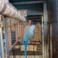 Parrocchetti dal collare