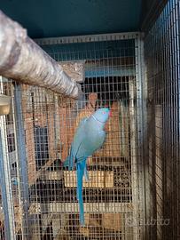 Parrocchetti dal collare