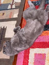 Scottish short hair - fould