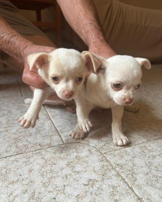 Cihuahua