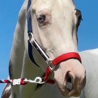 Paint horse castrone Tovero