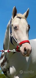 Paint horse castrone Tovero
