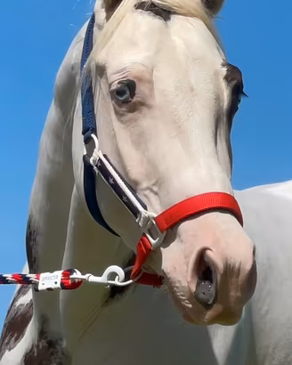 Paint horse castrone Tovero