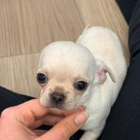 Chihuahua Pedigree ENCI