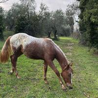 Cavallo Appaloosa