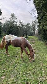 Cavallo Appaloosa