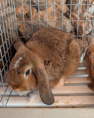 Ultimo cucciolo disponibile. Coniglio maschio