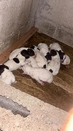 Cuccioli di lagotto