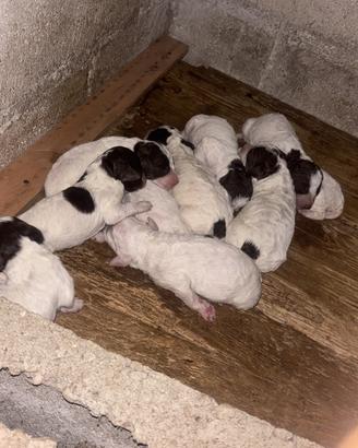 Cuccioli di lagotto