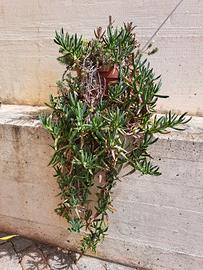  pianta dicarpobrotus edulis