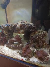 Rocce vive per acquario marino.