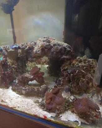 Rocce vive per acquario marino.