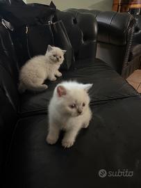 Cuccioli Scottish