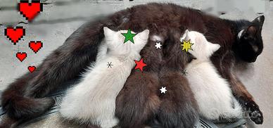 Gattini dal pelo lungo