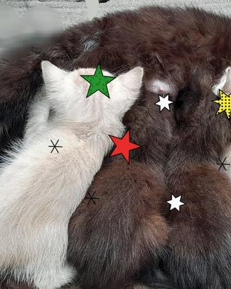 Gattini dal pelo lungo
