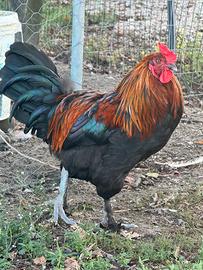 1 Gallo olive egger + 2 galline Marans