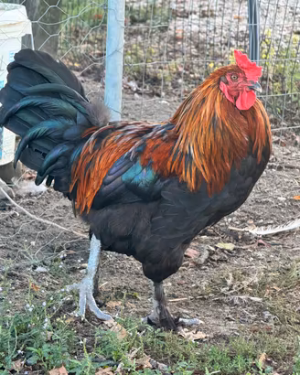 1 Gallo olive egger + 2 galline Marans
