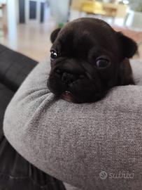 Bulldog francese