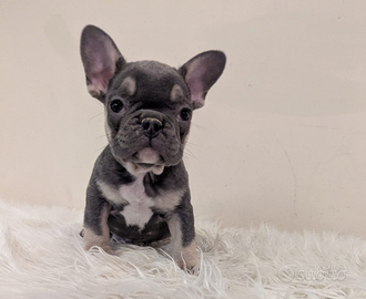 Bulldog francesi crema e blu