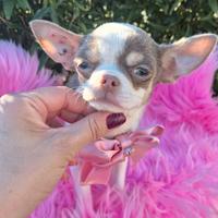 Chihuahua con pedigree mini