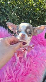 Chihuahua con pedigree mini