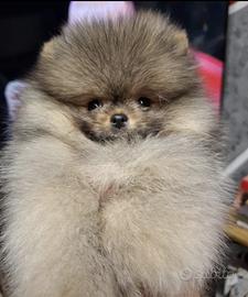 Cucciola di Spitz di Pomerania