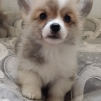 Cuccioli Welsh Corgi Pembroke