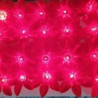 luci pisellini natale stella di natale